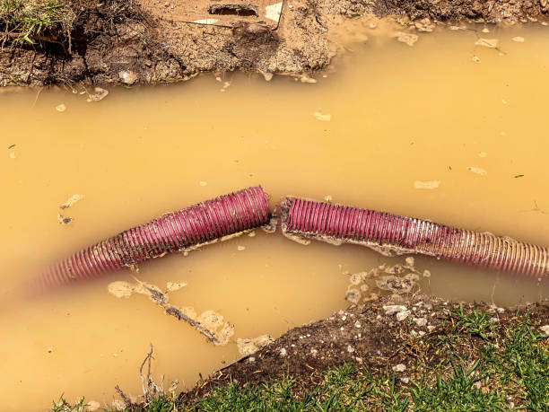 Best Mold removal after water damage  in West Livingston, TX